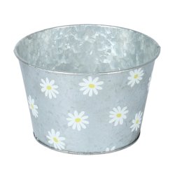 Daisy zink skjuler 3