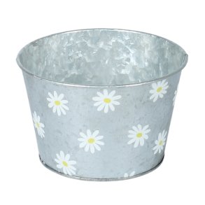 Daisy zink skjuler 3