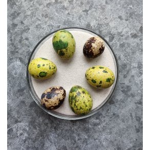 Vagtel�g gr�n ass.