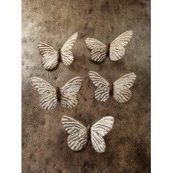 Sommerfugle zebra strib