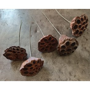 Lotus mellem p� stick