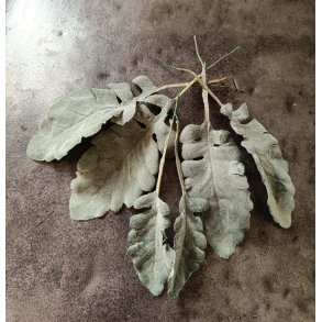 Kunstige Cineraria blade 