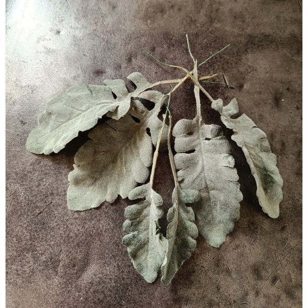 Kunstige Cineraria blade 