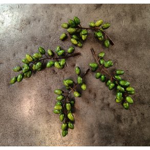 Grene med gr�nne b�r