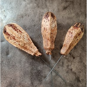 Mehogany p� tr�d 