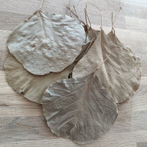 Store t�rrede blade