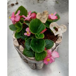 Bark hjerter med hul