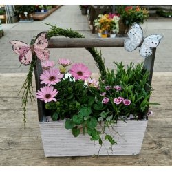 Sommerfugle zebra strib