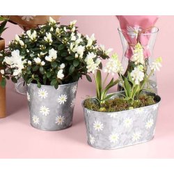 Daisy zink skjuler 3