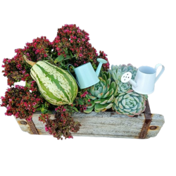 Pynte zink vandkander