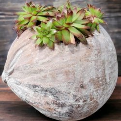 Kokosn�d