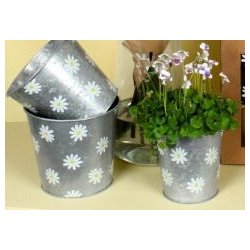 Daisy zink skjuler 2