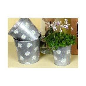 Daisy zink skjuler 2