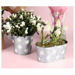 Daisy zink skjuler 1