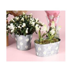 Daisy zink skjuler 1