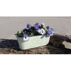 Zink skjuler mint grn stor