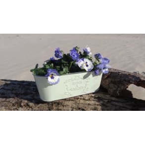 Zink skjuler mint gr�n stor